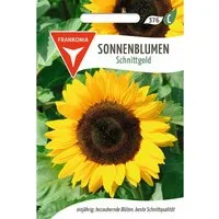 FRANKONIA Sonnenblume Schnittgold