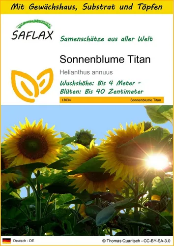 SAFLAX Blumensamen SAFLAX - Anzuchtset - Sonnenblume Titan