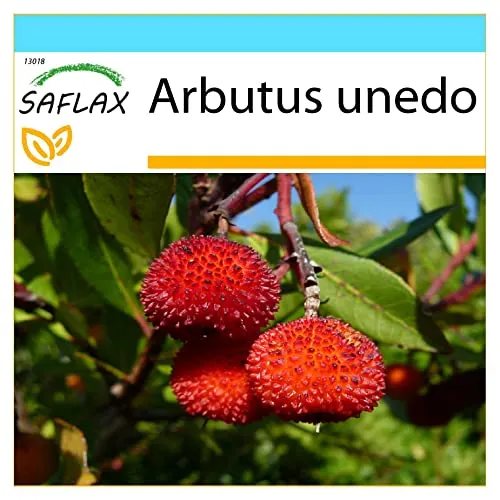 SAFLAX - Geschenk Set - Erdbeerbaum - 50 Samen - Mit Geschenk- / Versandbox, Versandaufkleber, Geschenkkarte und Anzuchtsubstrat - Arbutus unedo