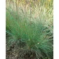 Festuca Cinerea Golden Toupee Blauschwingel Ca. 9x9 cm Topf