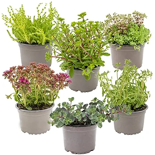 Bloomique - 6er-Mix - Steingartenpflanzen-Mix - Felsenpflanzen - Gartenpflanzen - Winterhart - 15-25 cm Hoch - Topf 14 cm