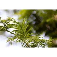 Metasequoia Glyptostroboides 'Hamlet’s Broom' - Kompakter Zwergmammutbaum 40–50 cm - Der 'Hamlet’s Broom' ist ein dekorativer, langsam wachsender Zierbaum mit leuchtend kupferorangen Herbstfarben. Ideal für kleine Gärten oder als Kübelpflanze, bereichert er moderne Gestaltungen mit seiner klaren Silhouette.