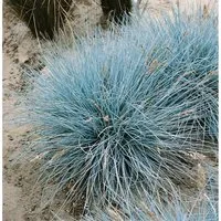 Festuca Cinerea Uchte Blauschwingel Ca. 9x9 cm Topf