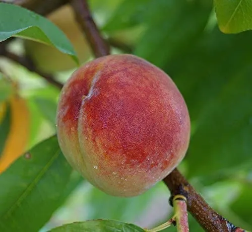 Pfirsichbaum 'Suncrest'