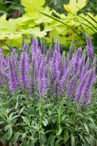 Veronica spicata 'Nana Blauteppich' 9x9 cm Topf – Winterhart, Mehrjährig, Pflegeleicht – Ehrenpreis – Bodendecker für Beet & Steingarten