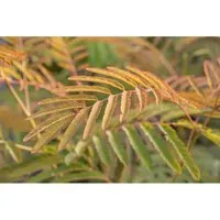 Albizia Julibrissin Ernest Wilson – Seidenbaum mit rosa Blüten - Der Albizia Julibrissin ‘Ernest Wilson’ begeistert mit seidig-rosa Blüten und einem exotischen Flair. Ideal als Solitär oder Kübelpflanze, bringt er sommerliche Leichtigkeit in Ihren Garten oder auf die Terrasse.