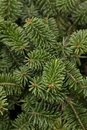 Abies balsamea 'Nana' - Kompakte Balsam-Tanne für Gärten - Kompakte, immergrüne Zwergform mit dichtem Nadelkleid. Ideal für Steingärten und Kübel, pflegeleicht und winterhart bis -30 °C. Perfekt für kleine Gärten!