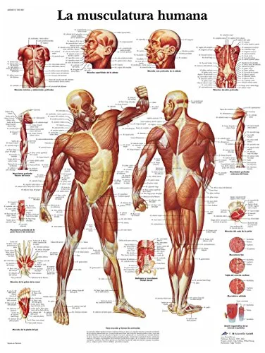 3B Scientific VR3118UU Anatomisches Poster der menschlichen Muskulatur, Einheitsgröße, mehrfarbig