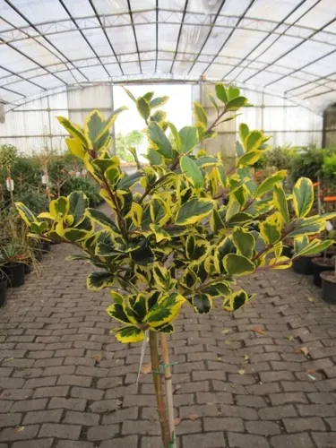 Ilex altaclerensis Golden King