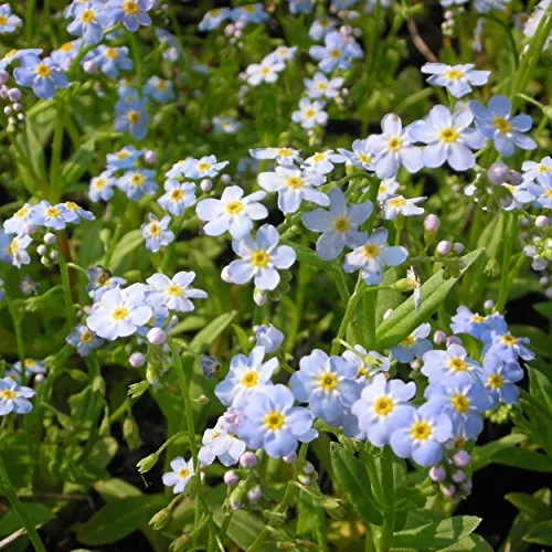 Blumixx Stauden Myosotis palustris in blau von Blumixx
