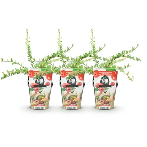 GreenboutiQ