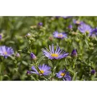 Aster Amellus Sternkugel Bergaster Ca. 9x9 cm Topf