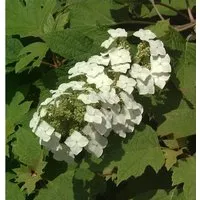 Eichenblättrige Hortensie 80-100cm