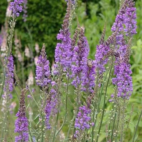 Purpurblütiges Leinkraut - Linaria Purpurea Topf 9x9cm: Dunkelviolette Blüten, pflegeleicht, bienenfreundlich. 6 x