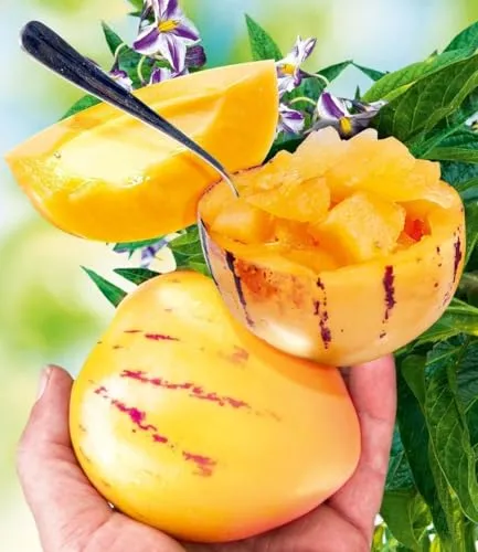 BALDUR Garten Melonenbirne 'Sugar Gold®' im 10,5 cm-Topf - Entdecken Sie die mehrjährige Melonenbirne 'Sugar Gold®' mit Riesenfrüchten. Ideal für sonnige bis halbschattige Standorte, pflegeleicht und schnellwüchsig. Perfekt für Ihren Garten!
