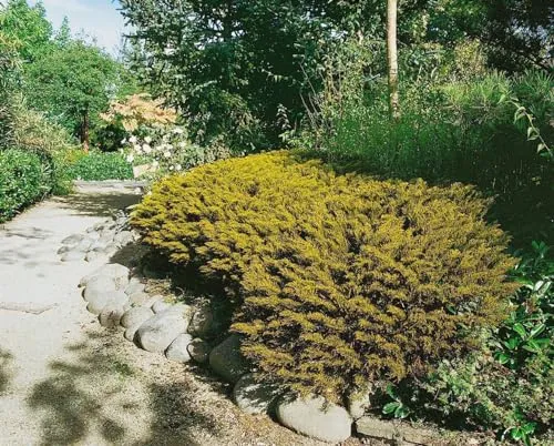 Hebe ochracea 'James Stirling' 11x11 cm Topf – Immergrün, Mehrjährig, Pflegeleicht – Strauchveronika – Kübelpflanze für Terrasse & Beet