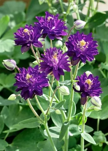 Aquilegia vulgaris 'Blue Barlow' 9x9 cm Topf – Winterhart, Mehrjährig, Pflegeleicht – Akelei – Staude für Beet & Garten