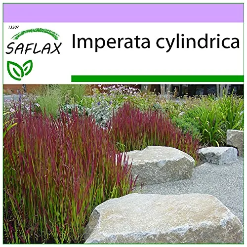 SAFLAX - Gräser-Bambus-Japanisches Blutgras - 50 Samen - Imperata cylindrica