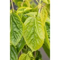 Morus Alba Giant Fruit 50-60 cm - Obstbäume: Weiße Maulbeere mit großen, süßen Früchten, pflegeleicht und winterhart, ideal für den Garten und zieht Vögel an.