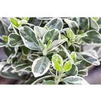 Euonymus Fortunei Silver Carpet Kriechspindel 15–20 cm