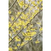 Hamamelis intermedia 'Arnold Promise' - Gelbe Zaubernuss - Bäume, Sträucher & Hecken - Wunderschöne gelbe Blüten im Februar-März, ideal für sonnige bis halbschattige Standorte, robust und pflegeleicht.