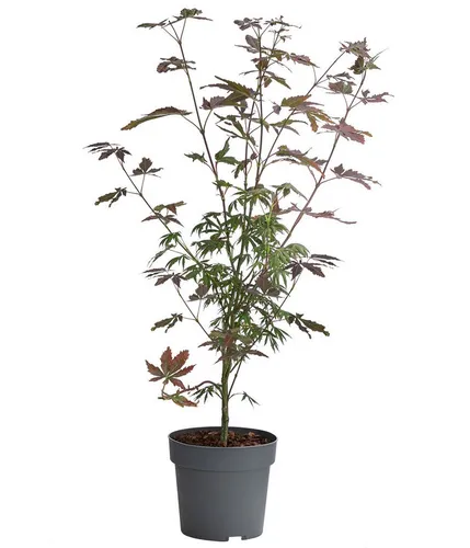 Dehner Gehölze Fächerahorn Trompenburg, Acer palmatum, ca. 40-60 cm exkl. Pflanztopf, winterharter Zierahorn mit breit-rundlichem Wuchs und dunkelrotem Laub