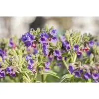 Pulmonaria Mollis Weiches Lungenkraut Ca. 9x9 cm Topf