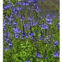 Veronika Österreichischer Ehrenpreis Royal Blue - Veronica austriaca