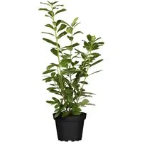 Produktbild Prunus,aurocerasus 'Novita' 60-80 cm