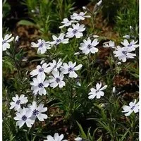 Niedrige Flammenblume Bavaria - Phlox subulata