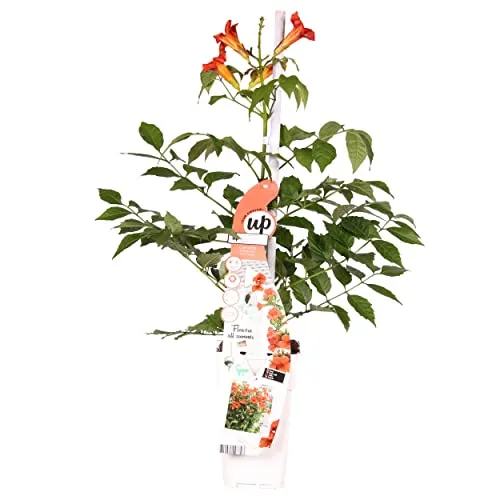 Bloomique