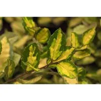 Elaeagnus pungens Maculata - Silberbeere, Ölweide - Ziergehölz mit auffallend panaschiertem Laub, ideal als Sichtschutz oder Solitärpflanze. Immergrün, pflegeleicht und robust, blüht im Herbst mit duftenden Blüten.