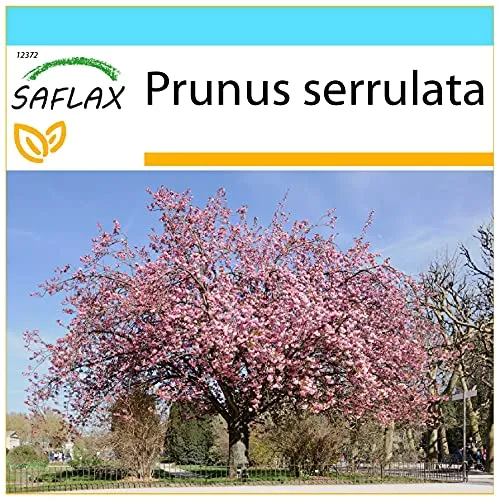 SAFLAX - Geschenk Set - Japanische Blütenkirsche - 30 Samen - Mit Geschenk- / Versandbox, Versandaufkleber, Geschenkkarte und Anzuchtsubstrat - Prunus serrulata