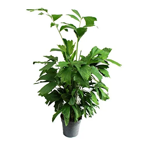 Exotenherz Zimmerpflanze Caryota mitis - Fischschwanzpalme - ca. 120cm hoch - Zimmerpflanze mit außergewöhnlicher Blattform, die an Fischflossen erinnert. Diese schnell wachsende Palme bringt tropisches Flair in Ihr Zuhause und wird bis zu 2-3 Meter hoch.