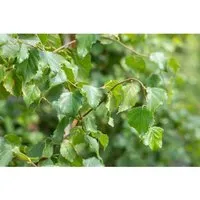 Betula Pendula Fastigiata – Säulenförmige Hängebirke 150–200 cm