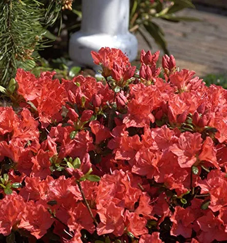 Japanische Azalee Geisha Orange 30-40cm, mehrfarbig,Baumschule