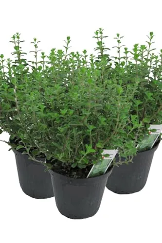 Produktbild 3er Set Italienischer Oregano im 15cm Topf