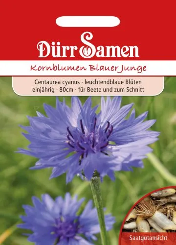 Kornblumen Blauer Junge