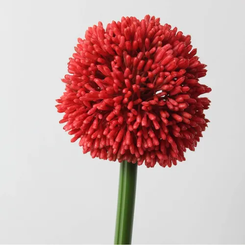 artplants Künstlicher Alliumzweig, rot, 55cm, Ø 10cm