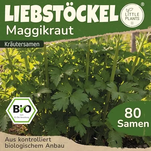 Little Plants BIO Liebstöckel Samen 80 Liebstöckelsamen Kräutersamen für Kräutergarten Hochbeet Samenfest Kräuter Samen für Küche, Balkon und Garten Küchenkräuter