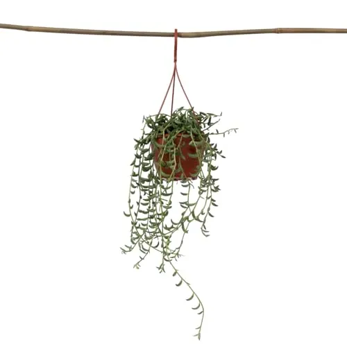 Plant in a Box - Senecio radicans - Bananenkette - Hängepflanze - Topf 12cm - Höhe 10-20cm - Zimmerpflanze