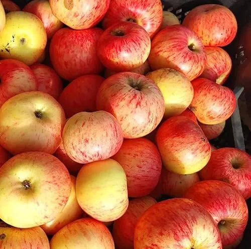 Dülmener Herbstrosenapfel, Herbstapfel, Buschbaum (kleinbleibend), 120-140cm im Topf