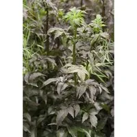 Sambucus nigra 'Black Tower' - Schwarzer Holunder, 60–80 cm - Blumen & Stauden – Auffällige Pflanze mit fast schwarzen Blättern, ideal als Sichtschutz oder Kübelpflanze, winterhart bis -20 °C und pflegeleicht.