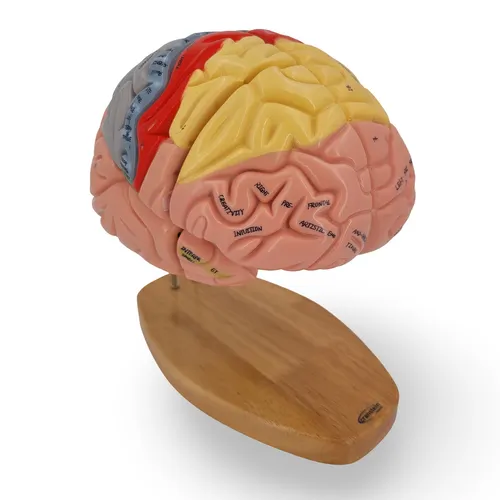 Premium Gehirn Anatomie Modell 4-teilig – 1,5x vergrößert - Hochwertiges anatomisches Modell aus PVC, ideal für die Wissensvermittlung. Perfekt für Bildungseinrichtungen und Wissenschaftsinteressierte.