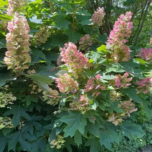 Eichenblatthortensie Burgundy 2L - Blumen & Stauden, dekorative burgunderrote Blüten und Blätter, ideal für herbstliche Gartenakzente und immergrüne Schönheit bis Dezember.