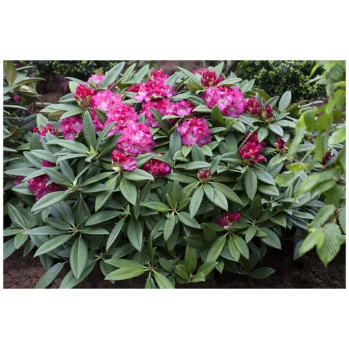 Rhododendron Hybr. Berliner Liebe