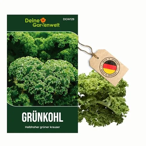 Grünkohl Halbhoher grüner krauser Samen - Brassica oleracea - Grünkohlsamen - Gemüsesamen - Saatgut für 250 Pflanzen