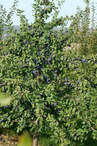 Prunus Domestica President Pflaume 150–200 cm - Hausbaum mit großen dunkelblauen Früchten, pflegeleicht und winterhart. Ideal für Obstgärten und Kübel, bietet Bienen wertvolle Nahrung.