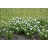 Amsonia Hubrichtii Ca. 9x9 cm Topf