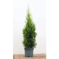 Thuja occidentalis 'Smaragd' 80-100 cm 3 Liter Container